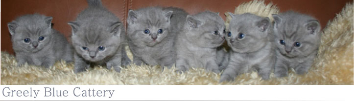 Greely Blue Cattery specializing in British Shorthair Blue Cats